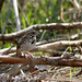 Lawrence Sparrow Photo 15
