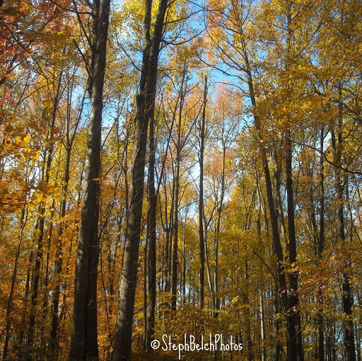 Stephanie Belcher Photo 45