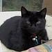 Bonnie Strayer Photo 14