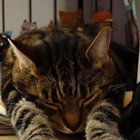 Annie Wyatt Photo 15