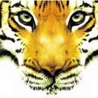 Harry Tuttle Photo 19