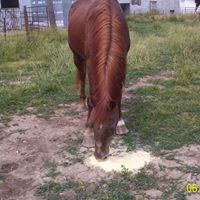 Joyce Mcconnell Photo 13