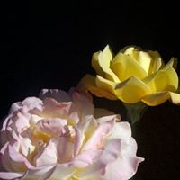 Nancy Shelley Photo 16