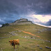 Ricardo Nieves Photo 41