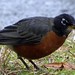 Robin Rains Photo 28