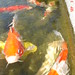 Stephen Carp Photo 12