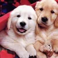 Debra Trowbridge Photo 2