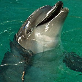 Anna Morrow Photo 12