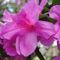 Michelle Hammons Photo 22