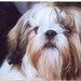 Huang Ho Photo 11