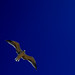 Diane Wing Photo 27