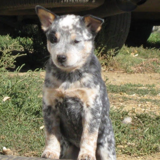 Diana Fleming Photo 10