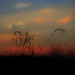 Colleen Chance Photo 16