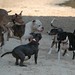 Lisa Brindle Photo 8