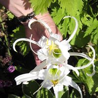 Anne Cummins Photo 13