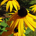 Susan Mills Photo 2