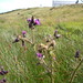 Sheila Galloway Photo 29