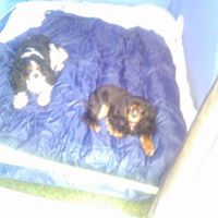 Stevie Douglas Photo 16