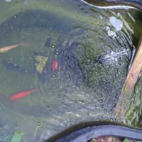 Ralph Cline Photo 11