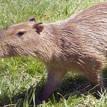 Ruth Vargas Photo 20