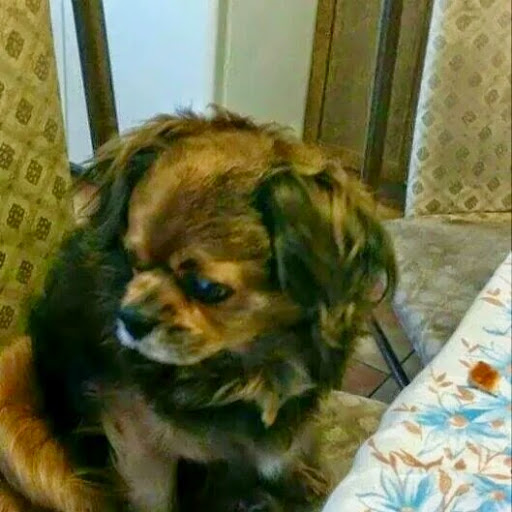 John Maciel Photo 15