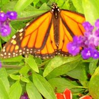 Susan Bevilacqua Photo 15
