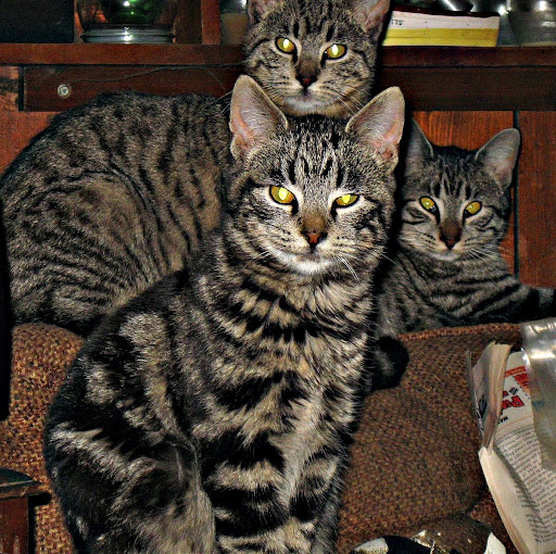 George Devine Photo 21 George Devine Photo 21