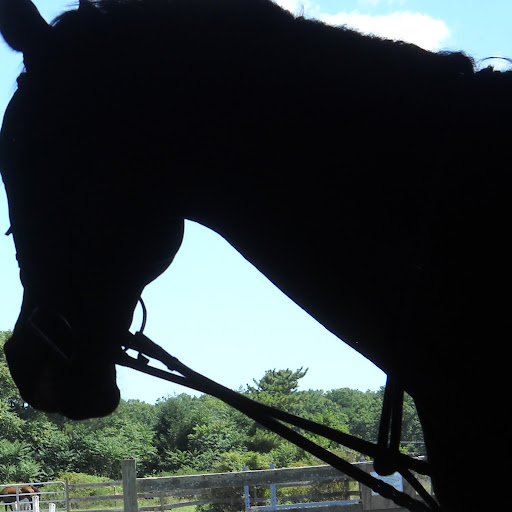 Stacy Anderson Photo 16