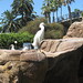 Geron Bird Photo 9