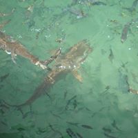 Anita Cheung Photo 10