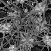 Roberta Lane Photo 31