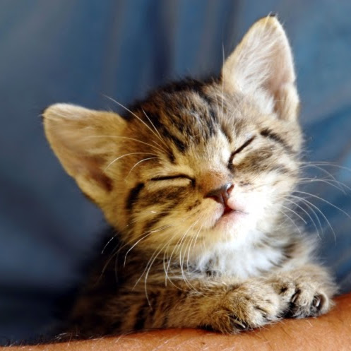 Jeffrey Chen Photo 56 Jeffrey Chen Photo 56