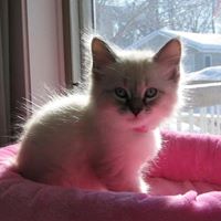 Susan Krepps Photo 4