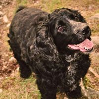 Chester Russell Photo 5