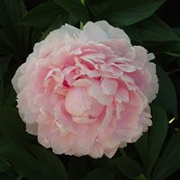 Catherine Stein Photo 17