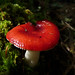 Anne Bentz Photo 10