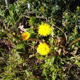 Helen Wright Photo 18