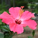 Lois Williamson Photo 13