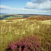 Ron Combs Photo 22