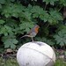 Robin Ball Photo 31