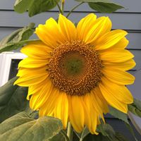 Cindy Kearns Photo 16