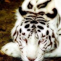 Deborah Puckett Photo 9