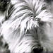 Archie Downing Photo 10