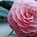 Stephanie Flowers Photo 19