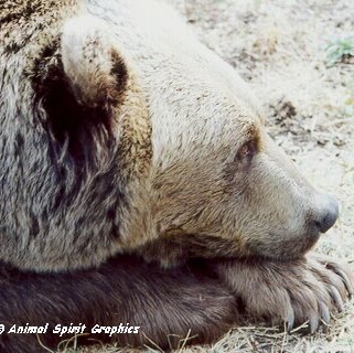 Ann Greer Photo 30