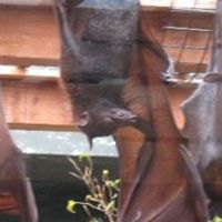 Robert Beekman Photo 23 Robert Beekman Photo 23