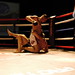Steve Maciel Photo 7