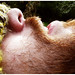 Ginger Beard Photo 27