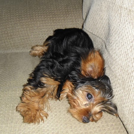 Vicki Romero Photo 17 Vicki Romero Photo 17