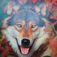 Deborah Craddock Photo 5